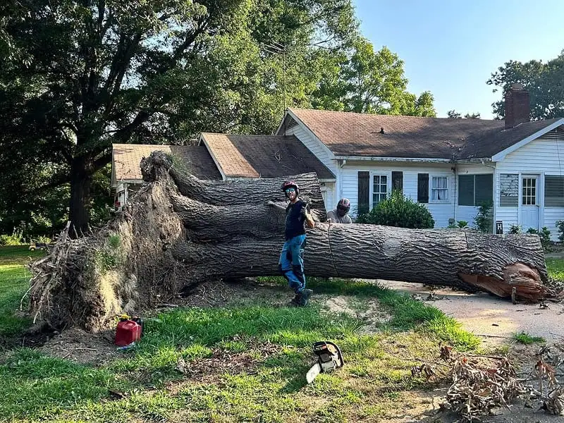tree removal crew working near residential property in Cumming Georgia