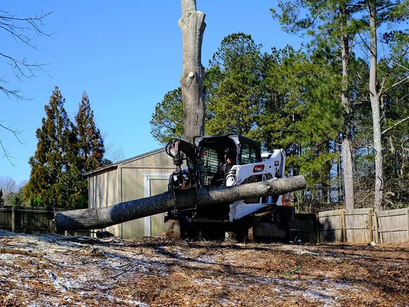 leaning tree beside home in Gainesville Georgia