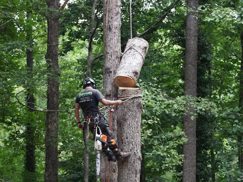 tree pruning crew working on mature tree in Cumming Georgia