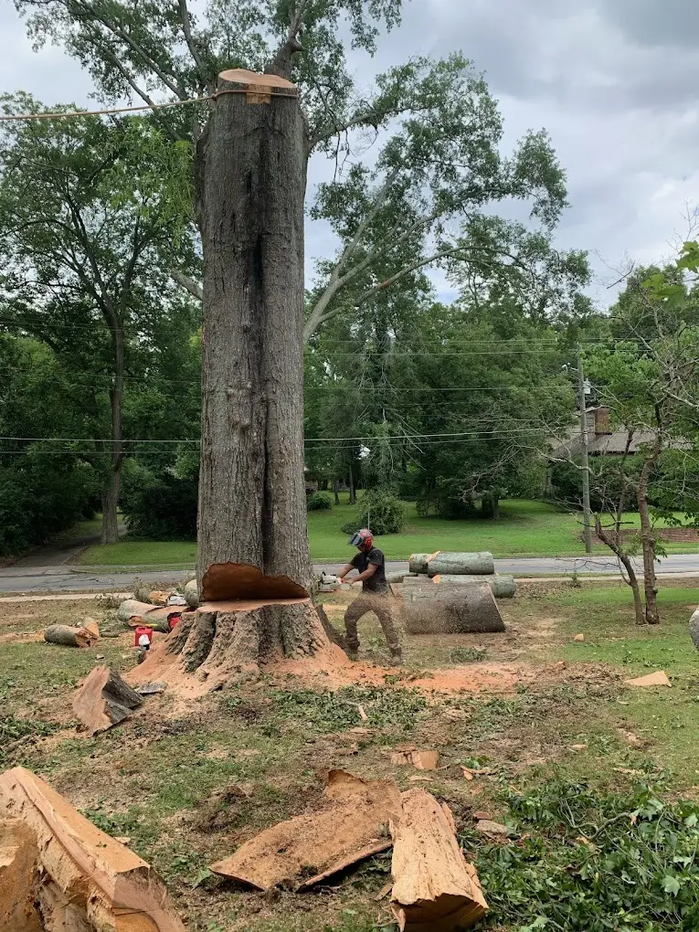 Stump grinding process clearing area for future landscaping use in Cumming, GA.