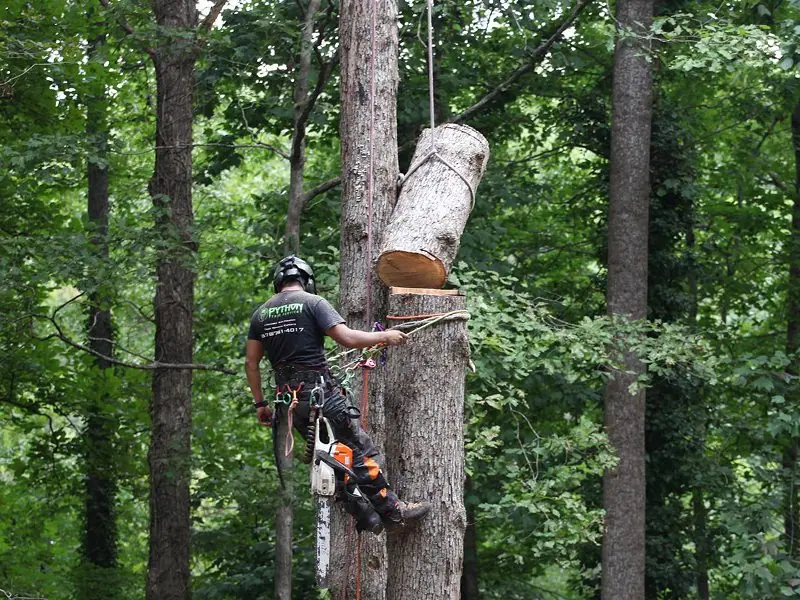 Crane-assisted tree removal near home in Cumming GA with full cleanup