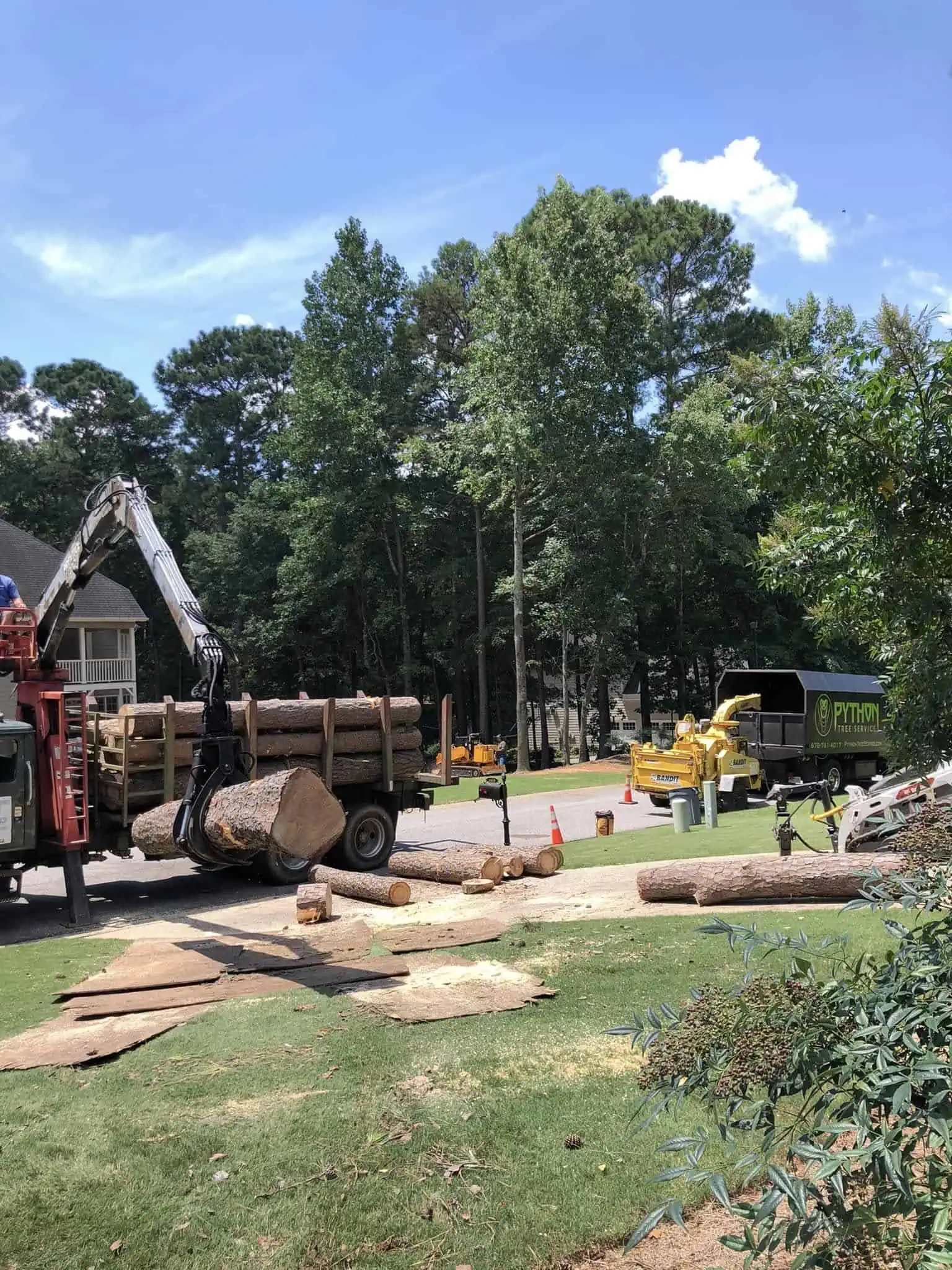 Signs A Large Tree Near Your House May Be Structurally Unsafe