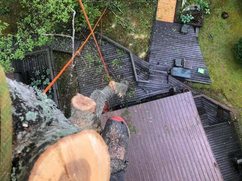 Multiple tree removal service in Cumming GA with full cleanup